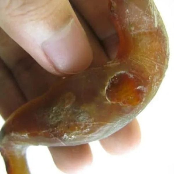 Worm Fossil - Type B1 - Image 3