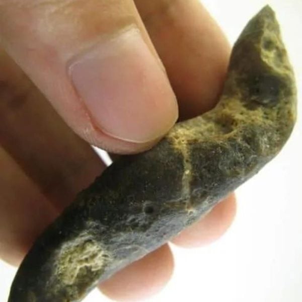 Worm Fossil - Type A2 - Image 3