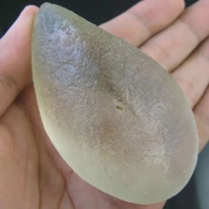 Shark Pearl – Type E3 (King Shark)