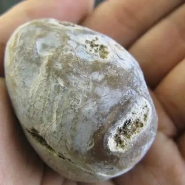 Horse Pearl – Type E1 - Image 3