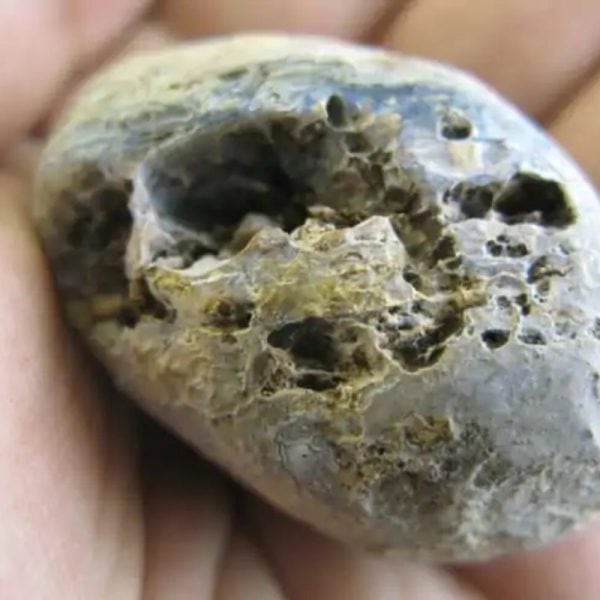 Horse Pearl – Type E1 - Image 2