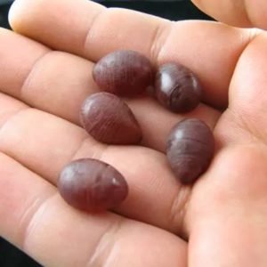 Merah Delimah Tree Pearl - Type B
