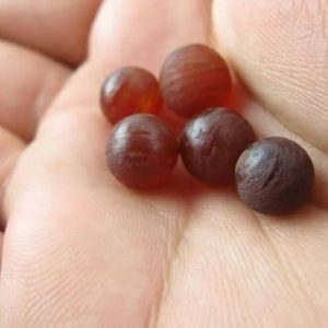 Merah Delimah Tree Pearl - Type A