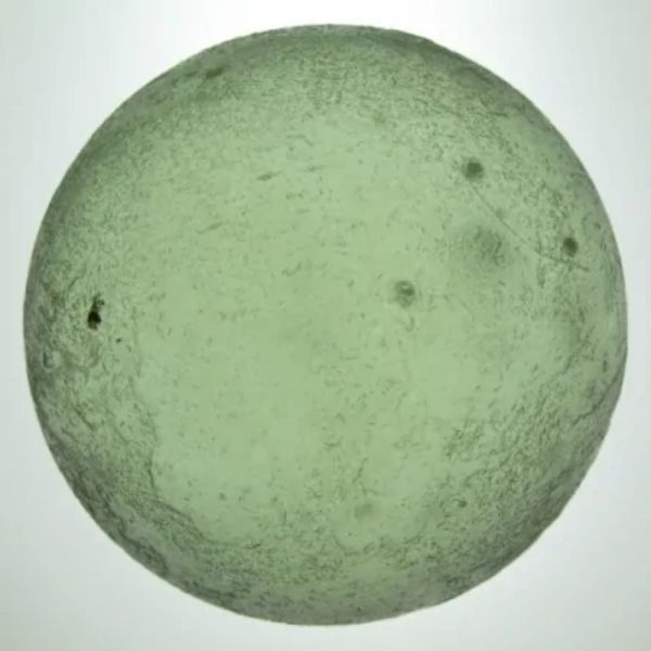 Bamboo Pendawa Pearl Type - C - Image 4