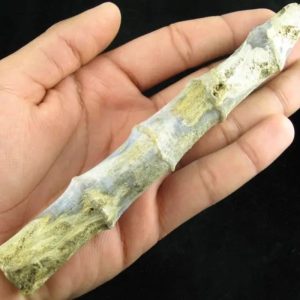 Fossilized Bamboo - Type A1