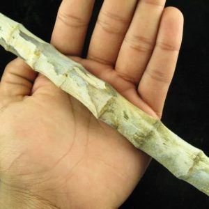 Fossilized Bamboo - Type A2