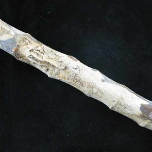 Fossilized Bamboo - Type A2 - Image 5
