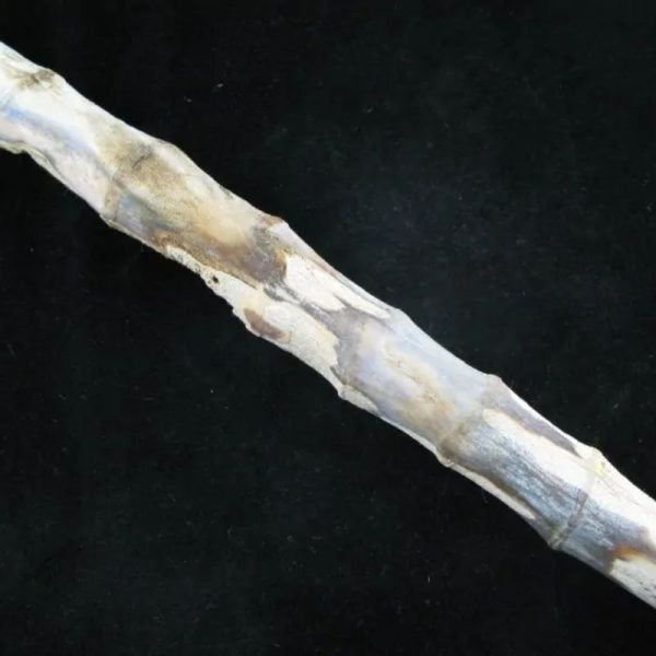 Fossilized Bamboo - Type A2 - Image 4