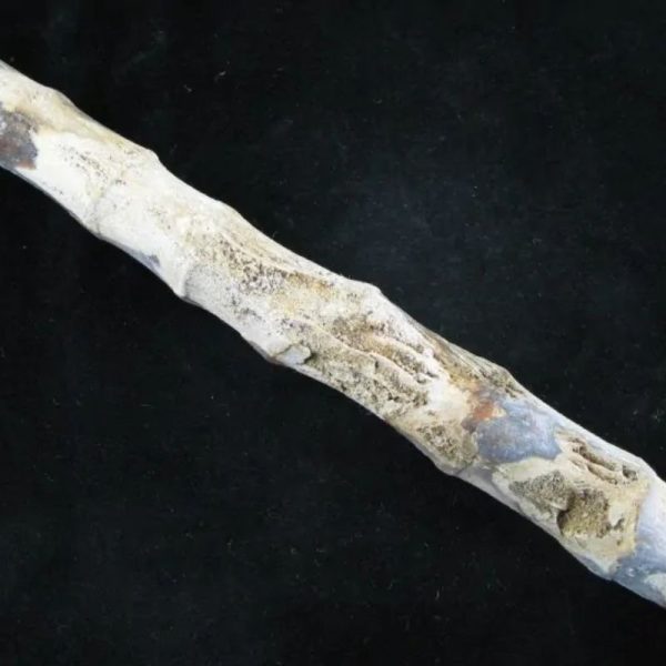 Fossilized Bamboo - Type A2 - Image 3