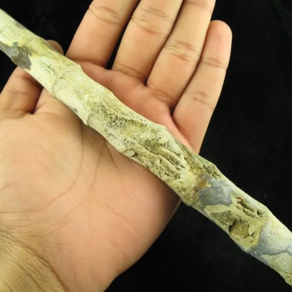 Fossilized Bamboo - Type A2 - Image 2
