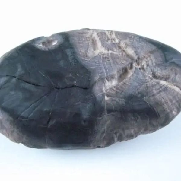 Gaharu/Agarwood Fossilized - Type F2 - Image 6