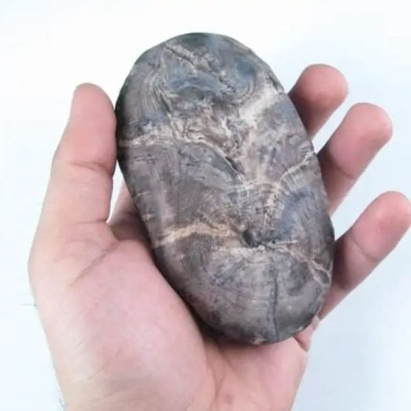 Gaharu/Agarwood Fossilized - Type F2 - Image 2