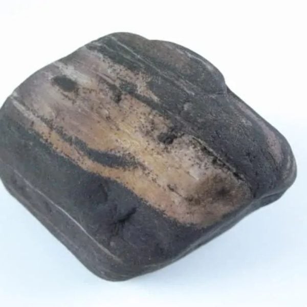 Gaharu/Agarwood Fossilized - Type F1
