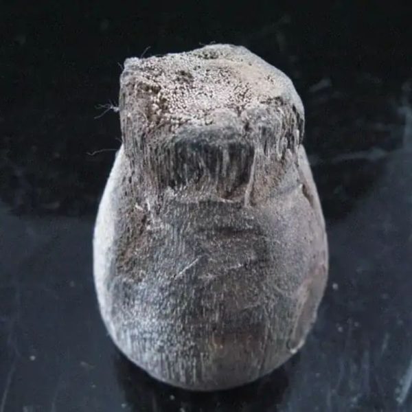 Kelor Wood Sap Fossil - Type A1