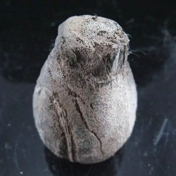 Kelor Wood Sap Fossil - Type A1 - Image 5
