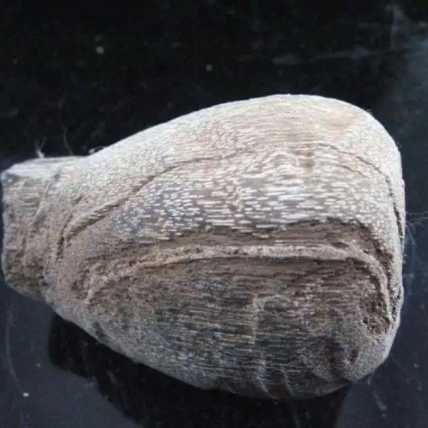 Kelor Wood Sap Fossil - Type A1 - Image 4