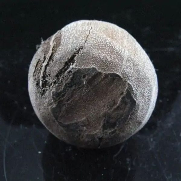 Kelor Wood Sap Fossil - Type A1 - Image 3