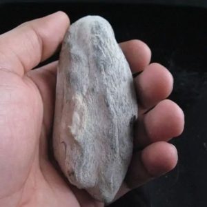 Kelor Wood Fossil - Type A1.1