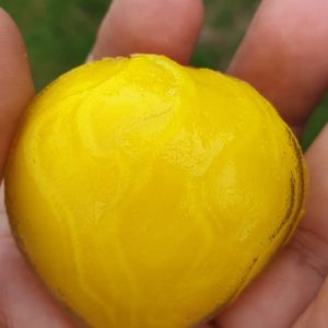 Wijoyo Mulyo Flower -Type A