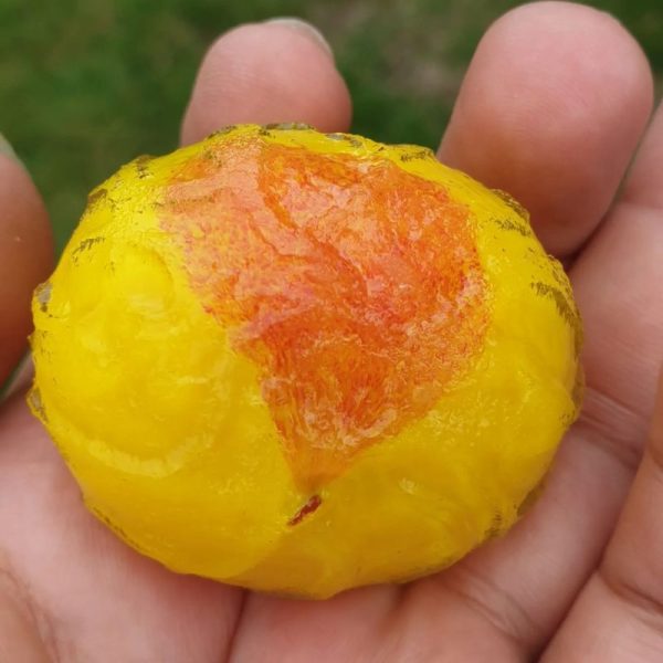 Wijoyo Mulyo Flower -Type A - Image 3
