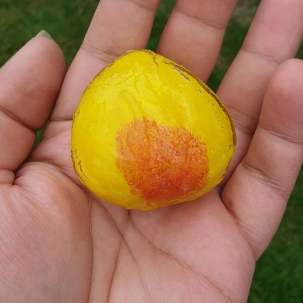 Wijoyo Mulyo Flower -Type A - Image 2