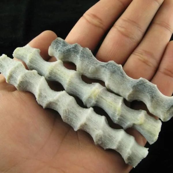 Fossilized Rattan Petok - Type E (Opaque)