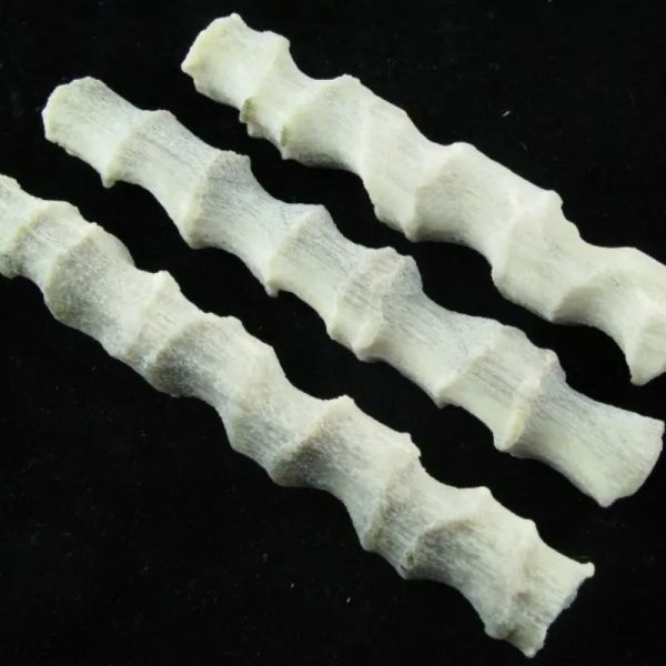Fossilized Rattan Petok - Type E (Opaque) - Image 4