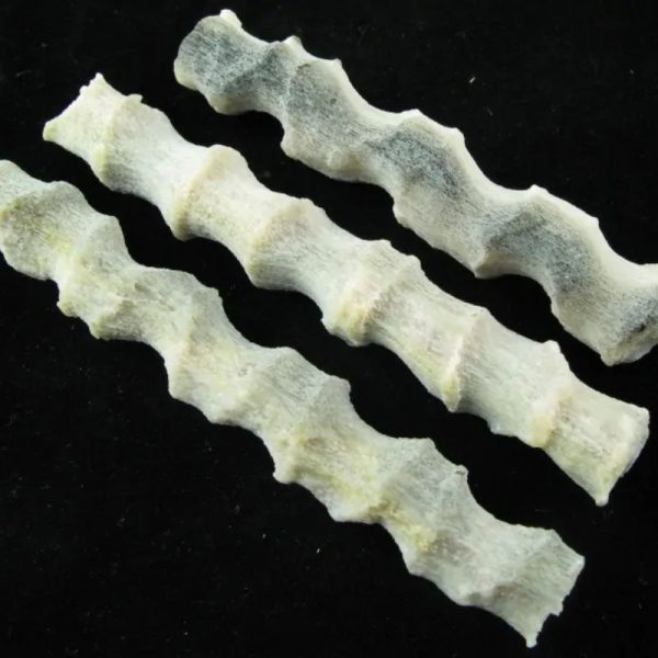 Fossilized Rattan Petok - Type E (Opaque) - Image 3
