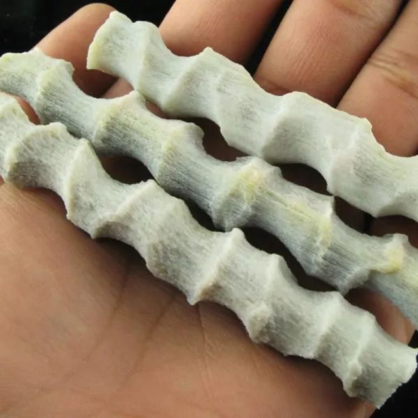 Fossilized Rattan Petok - Type E (Opaque) - Image 2