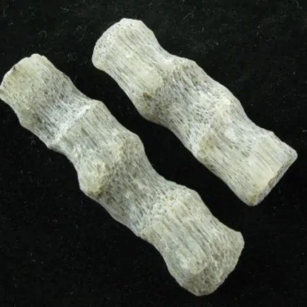 Fossilized Rattan Petok - Type C (Small Brown) - Image 3