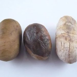 Sandalwood Pearl (Cendana) - Type A1