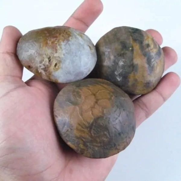 Nagasari Wood Pearl - Type B3 - Image 2