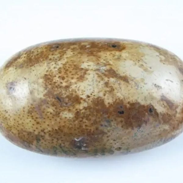 Liwung Wood Pearl - Type D1 (Fossil)