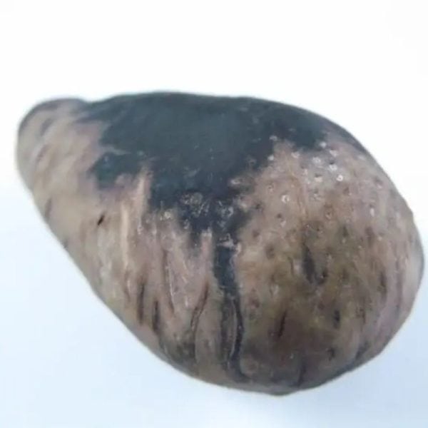 Liwung Wood Pearl - Type A3 - Image 3