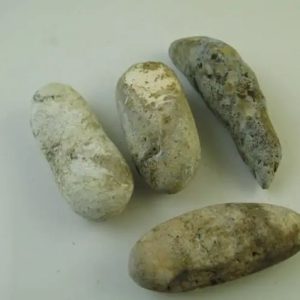 Asem Wood Tree Core Pearl - Type C1