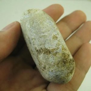 Asem Wood Fossil - Type B3