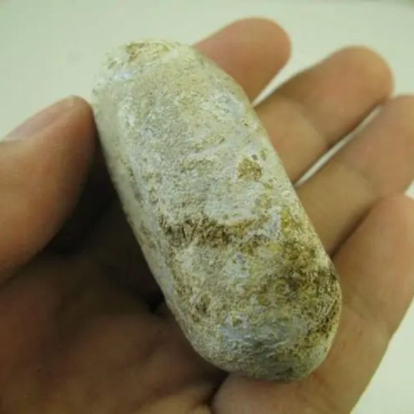 Asem Wood Fossil - Type B3