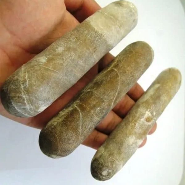 Sandalwood Fossil - Type E3