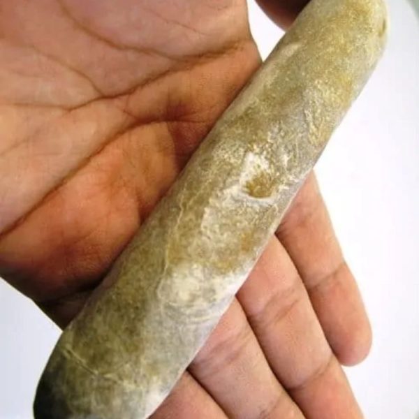 Sandalwood Fossil - Type E3 - Image 4