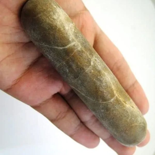 Sandalwood Fossil - Type E3 - Image 3