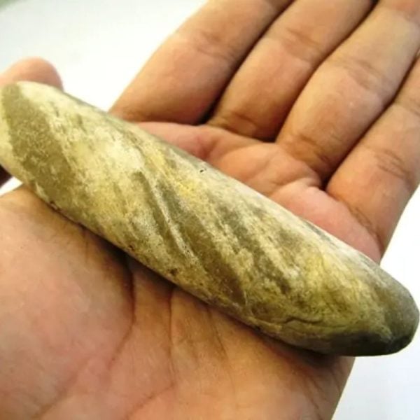 Sandalwood Fossil - Type E3 - Image 2