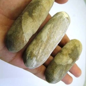 Sandalwood Fossil - Type E2
