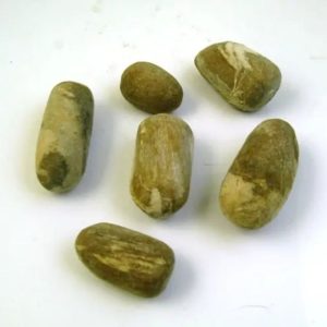 Sandalwood Fossil - Type E1