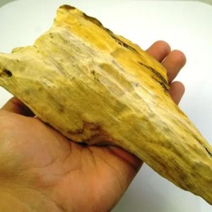 Sandalwood Fossil - Type D1