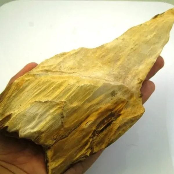 Sandalwood Fossil - Type D1 - Image 4