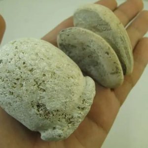 Sandalwood Tree Core Pearl - Type B1