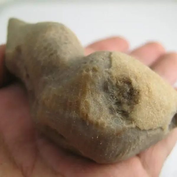 Bamboo Tree Core Pearl - Type A1 - Image 2