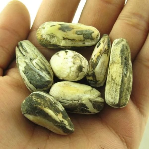Fossilised Kenanga Flower Seed Pearls - Type A - Image 3