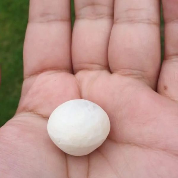 Sweetpea Pearl - Type A  (Polong) - Image 3