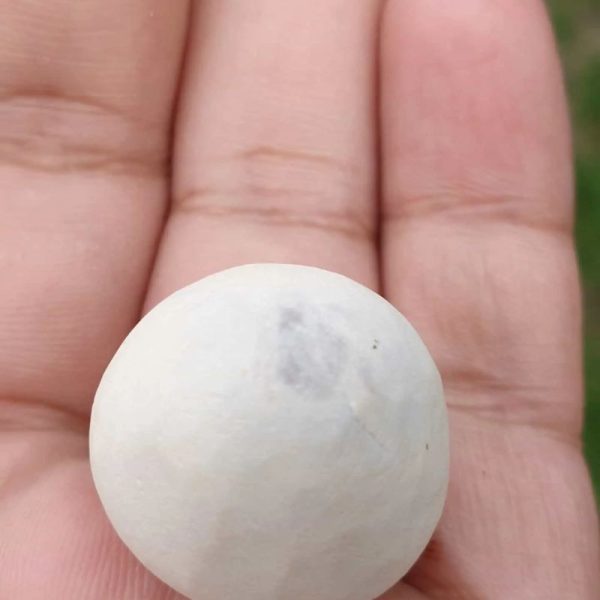 Sweetpea Pearl - Type A  (Polong) - Image 2
